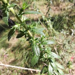 Loeselia mexicana