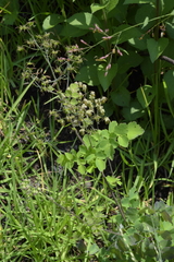Thalictrum hernandezii