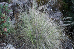 Muhlenbergia robusta