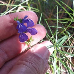 Salvia filifolia