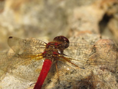 Sympetrum gilvum
