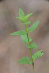 Scutellaria racemosa