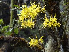 Cyrtochilum pardinum