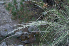 Muhlenbergia robusta