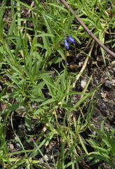 Salvia laevis