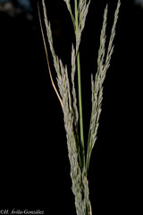 Muhlenbergia robusta