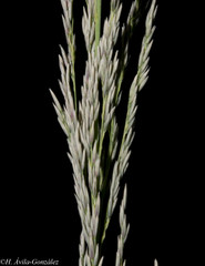 Muhlenbergia robusta