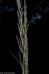 Muhlenbergia robusta