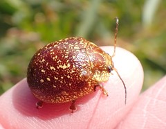 Paropsis tasmanica