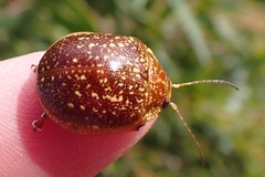 Paropsis tasmanica