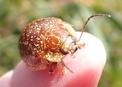 Paropsis tasmanica