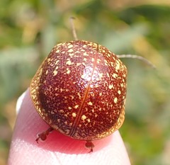 Paropsis tasmanica
