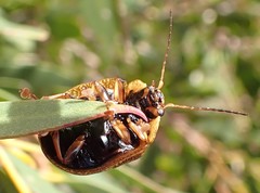 Paropsis tasmanica