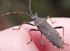Gelonus tasmanicus