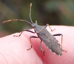 Gelonus tasmanicus