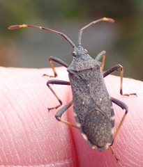 Gelonus tasmanicus