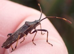 Gelonus tasmanicus