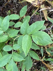 Aralia hispida