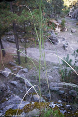 Muhlenbergia robusta