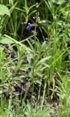 Salvia laevis