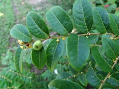 Glochidion benthamianum