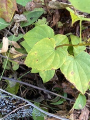 Dioscorea villosa
