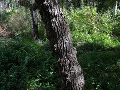 Glochidion benthamianum