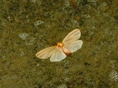 Hypoprepia fucosa