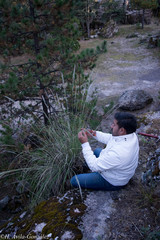 Muhlenbergia robusta