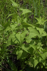 Ageratina deltoidea