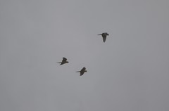 Aratinga auricapillus