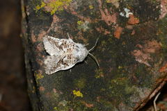 Cossulus alaicus