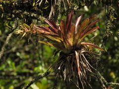 Tillandsia biflora