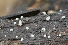 Crepidotus subverrucisporus