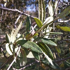 Quercus crassipes