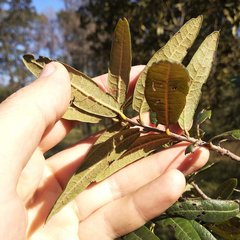 Quercus crassipes