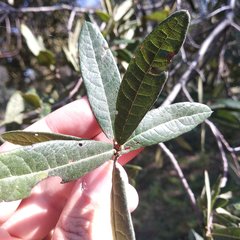 Quercus crassipes