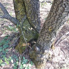 Quercus crassipes