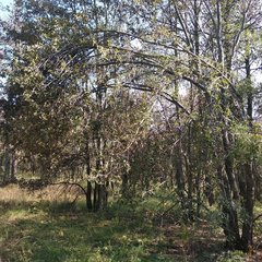 Quercus crassipes