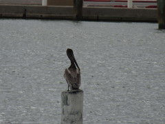 Pelecanus occidentalis