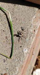 Menemerus semilimbatus