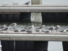 Leucophaeus atricilla