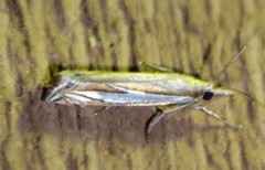 Crambus satrapellus