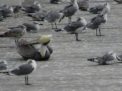Pelecanus occidentalis
