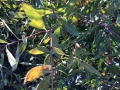 Apocynum cannabinum