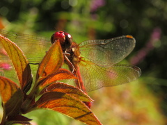 Sympetrum gilvum