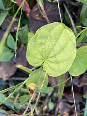 Dioscorea villosa