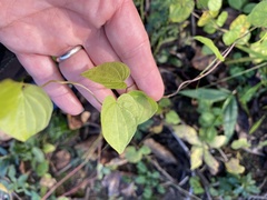 Dioscorea villosa
