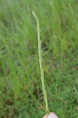 Setaria geminata