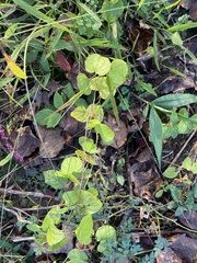 Dioscorea villosa
